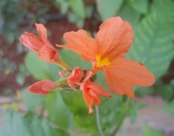 Orange Marmalade Flower seeds for Planting - Cut Flower Favorite, Heirloom & GMO Free Seeds for Home Garden
 
 Sale for planting in home garden