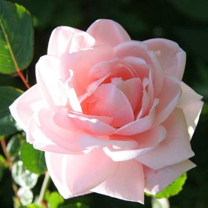 New Dawn Climbing Rose - Elegant Soft Pink Climbing Rose Bush for Garden Arches