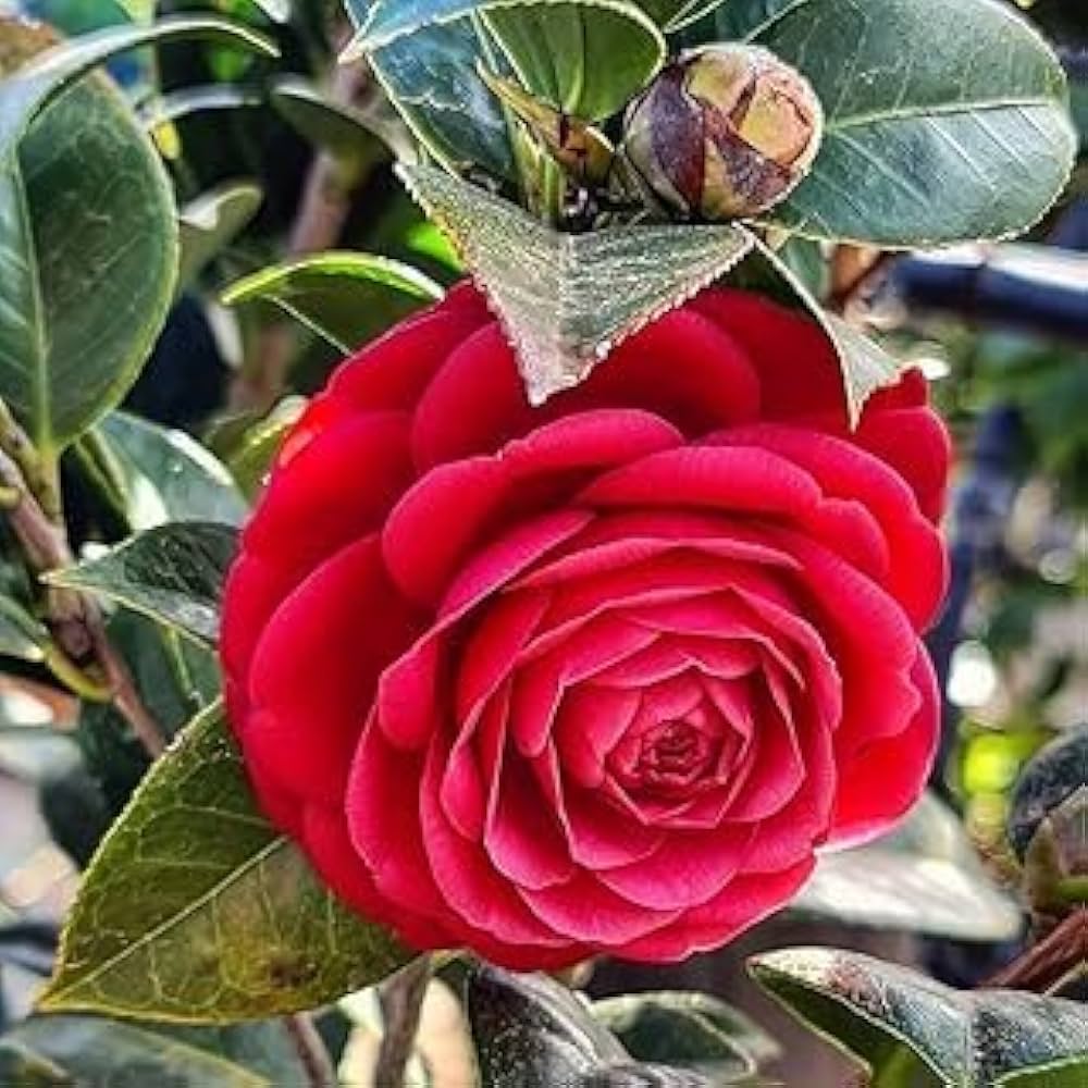 Camellia Burgundy Flower seeds for Planting - Pollinator Friendly, Heirloom & GMO Free Seeds for Home Garden
