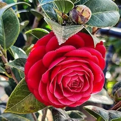 Camellia Burgundy Flower seeds for Planting - Pollinator Friendly, Heirloom & GMO Free Seeds for Home Garden