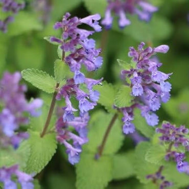 Catnip Flower Seeds
