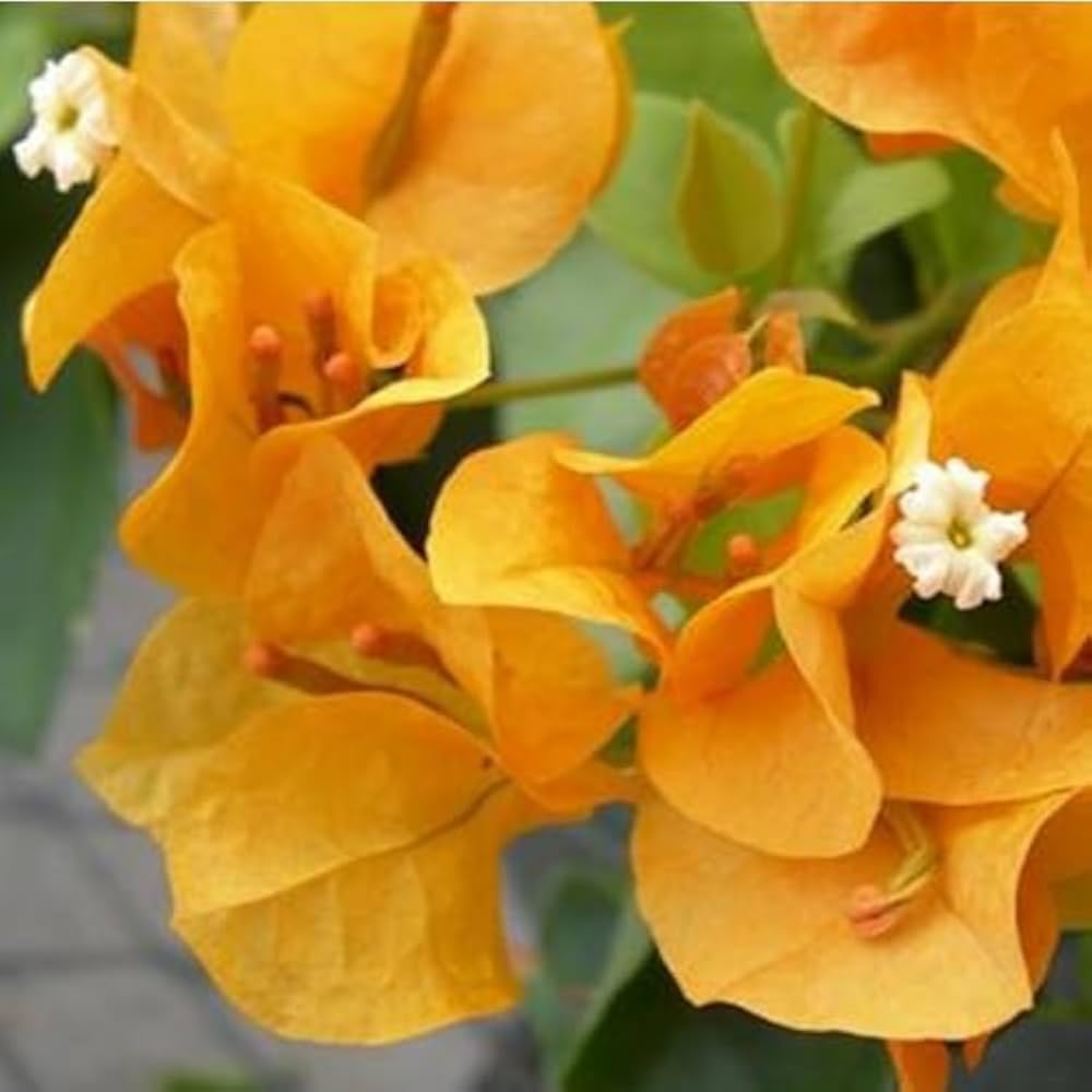 Gelbe Bougainvillea-Blumensamen zum Pflanzen – Bestäuberfreundlich, Erbstück- und GVO-freie Samen für den Hausgarten