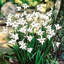 Acidanthera Flower seeds for Planting Fragrant Blossoms Heirloom & GMO Free Seeds for Home Garden 
 
 Sale for planting in home garden