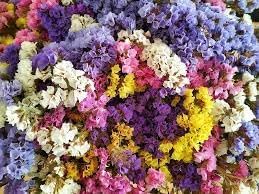 Statice Flower seeds for Planting Premium Quality Heirloom & GMO Free Seeds for Home Garden 
 
 Sale for planting in home garden