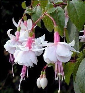 Fuchsias White Pink Flower seeds for Planting - Seasonal Bloomer, Heirloom & GMO Free Seeds for Home Garden
 
 Sale seeds for planting in home garden