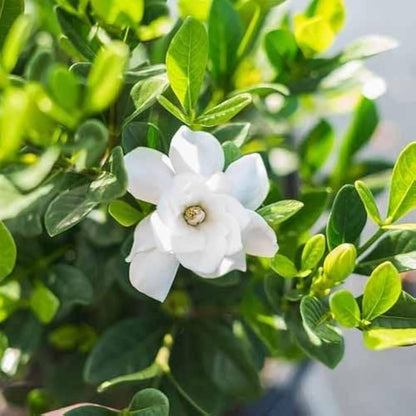 CAPE JASMINE Jasminiodes Fragrant White Shrub Flower seeds for Planting - Low Maintenance, Heirloom & GMO Free Seeds for Home Garden