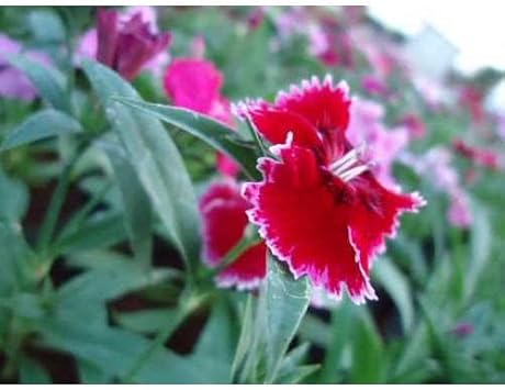 Burgundy White Dianthus Flower seeds for Planting Fragrant Blossoms Heirloom & GMO Free Seeds for Home Garden 
 
 Sale seeds for home garden planting
