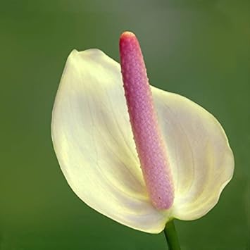 Pink White Anthurium Flower seeds for Planting - Cottage Garden Essential, Heirloom & GMO Free Seeds for Home Garden
 
 Sale for planting in home garden.