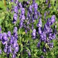 Aconitum Napellus Flower seeds for Planting - Premium Quality, Heirloom & GMO Free Seeds for Home Garden
 
 Sale for planting in home garden.