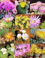 Mixed Conophytum Flower seeds for Planting - Perfect for Borders, Heirloom & GMO Free Seeds for Home Garden
 
 Sale for planting in home garden.
