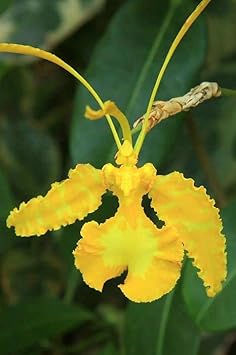 Butterfly Orchid Flower seeds for Planting - Colorful Display, Heirloom & GMO Free Seeds for Home Garden
 
 Sale for planting in home garden
