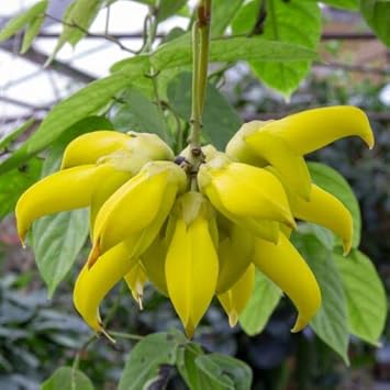 Endangered Jade Flower seeds for Planting Fragrant Blossoms Heirloom & GMO Free Seeds for Home Garden 
 
 Sale seeds for home garden planting