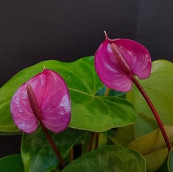 Anthurium Andraeanum Flower seeds for Planting - Premium Quality, Heirloom & GMO Free Seeds for Home Garden
 
 Sale for planting in home garden.