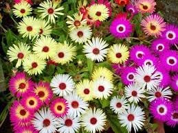 Ice Flower seeds for Planting Wildflower Mix Heirloom & GMO Free Seeds for Home Garden 
 
 Sale for planting in home garden