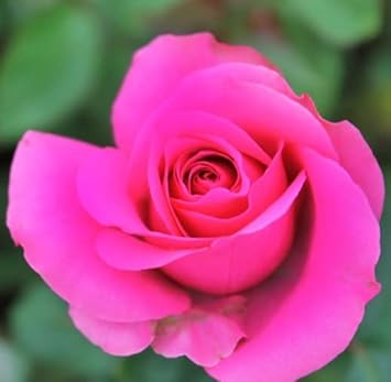 Pink Dragon Rose Flower seeds for Planting - Long Bloom Season, Heirloom & GMO Free Seeds for Home Garden
 
 Sale for planting in home garden