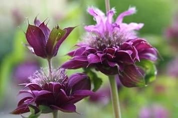 Monarda Hybrida Flower seeds for Planting - Perfect for Borders, Heirloom & GMO Free Seeds for Home Garden
 
 Sale for planting in home garden