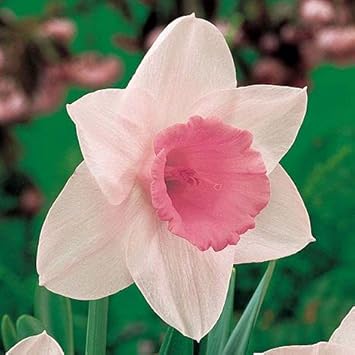 Pale Pink Narcissus Flower seeds for Planting - Shade Tolerant, Heirloom & GMO Free Seeds for Home Garden
 
 Sale seeds for planting in home garden