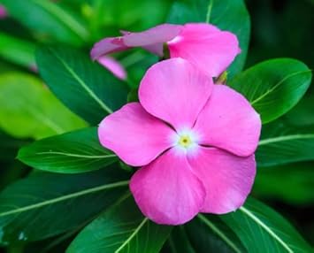 Light Pink Periwinkle Flower seeds for Planting - Fragrant Blossoms, Heirloom & GMO Free Seeds for Home Garden
 
 Sale for planting in home garden.