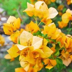 Bougainvillea Flower seeds for Planting - Colorful Display, Heirloom & GMO Free Seeds for Home Garden
 
 Sale for planting in home garden.