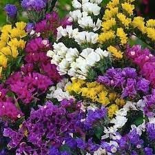 Heirloom Statice Flower seeds for Planting Vibrant Colors Heirloom & GMO Free Seeds for Home Garden 
 
 Sale for planting in home garden