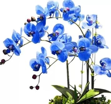 Sky Blue Butterfly Orchid Flower seeds for Planting Sun Loving Heirloom & GMO Free Seeds for Home Garden
 
 Sale seeds for home garden planting