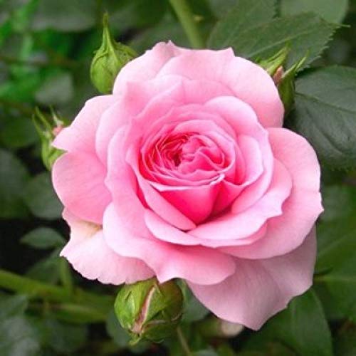 Pink Rose Flower seeds for Planting Cottage Garden Essential Heirloom & GMO Free Seeds for Home Garden 
 
 Sale seeds for home garden planting