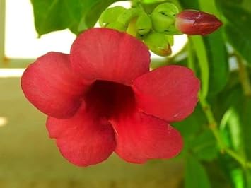 Red Oxalis Versicolor Flower seeds for Planting - Hardy Variety, Heirloom & GMO Free Seeds for Home Garden
 
 Sale for planting in home garden