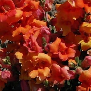 Orange Snapdragon Flower seeds for Planting - Pollinator Friendly, Heirloom & GMO Free Seeds for Home Garden
 
 Sale seeds for planting in home garden