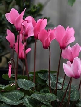Cyclamen Light Pink Flower seeds for Planting - Garden Favorite, Heirloom & GMO Free Seeds for Home Garden
 
 Sale for planting in home garden