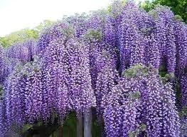 Wisteria Flower seeds for Planting Wildflower Mix Heirloom & GMO Free Seeds for Home Garden