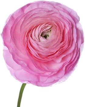 Light Pink Ranunculus Flower seeds for Planting - Pollinator Friendly, Heirloom & GMO Free Seeds for Home Garden
 
 Sale for planting in home garden.
