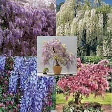 Mix Wisteria Flower seeds for Planting - Cut Flower Favorite, Heirloom & GMO Free Seeds for Home Garden
 
 Sale seeds for planting in home garden