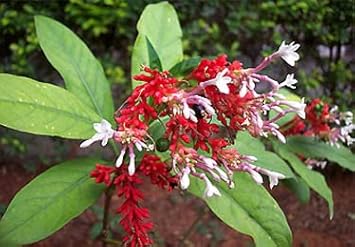 Heirloom Rauvolfia Flower seeds for Planting Garden Favorite Heirloom & GMO Free Seeds for Home Garden 
 
 Sale for planting in home garden