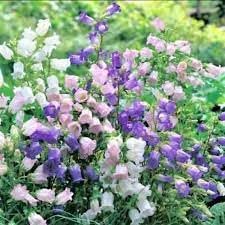 Heirloom Canterbury Flower seeds for Planting Easy to Grow Heirloom & GMO Free Seeds for Home Garden 
 
 Sale for planting in home garden