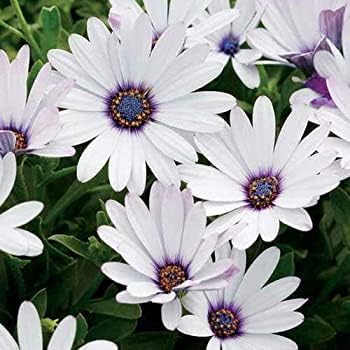 Osteospermum White Flower seeds for Planting - Fragrant Blossoms, Heirloom & GMO Free Seeds for Home Garden
 
 Sale for planting in home garden