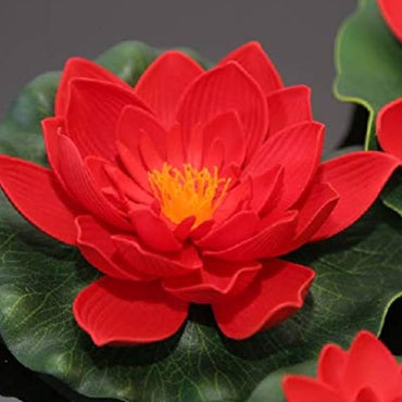 Royal Lotus Seeds (Nelumbo nucifera ‘Royal’) – Majestic Aquatic Flower for Garden Ponds