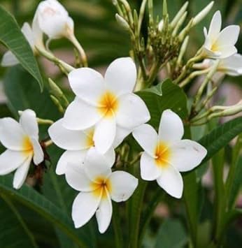 White Frangipani Flower seeds for Planting - Compact Growth, Heirloom & GMO Free Seeds for Home Garden
 
 Sale for planting in home garden