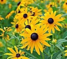 Yellow Goldsturm Flower seeds for Planting - Fragrant Blossoms, Heirloom & GMO Free Seeds for Home Garden
 
 Sale for planting in home garden.