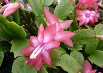 Peach Zygocactus Truncatus Flower seeds for Planting - Easy to Grow, Heirloom & GMO Free Seeds for Home Garden
 
 Sale for planting in home garden