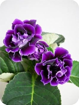Thick Blue Gloxinia Flower seeds for Planting - Compact Growth, Heirloom & GMO Free Seeds for Home Garden
 
 Sale seeds for planting in home garden