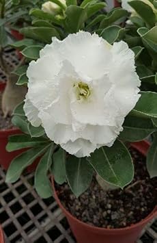 White Adenium Obessum Flower seeds for Planting - Long Bloom Season, Heirloom & GMO Free Seeds for Home Garden
 
 Sale for planting in home garden.