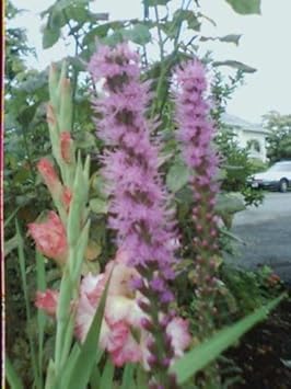 Pink Blazing Stars Flower seeds for Planting - Wildflower Mix, Heirloom & GMO Free Seeds for Home Garden
 
 Sale for planting in home garden
