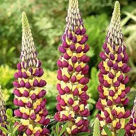 Violet Yellow Lupine Flower seeds for Planting Pollinator Friendly Heirloom & GMO Free Seeds for Home Garden 
 
 Sale seeds for home garden planting