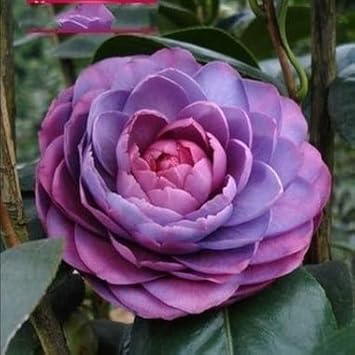 Purple & Pink Camellia Flower seeds for Planting - Wildflower Mix, Heirloom & GMO Free Seeds for Home Garden
 
 Sale seeds for planting in home garden