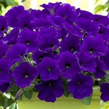 Blue Petunia Flower seeds for Planting - Vibrant Colors, Heirloom & GMO Free Seeds for Home Garden
 
 Sale for planting in home garden.