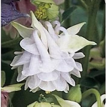 Aquilegia Lace Flower seeds for Planting - Compact Growth, Heirloom & GMO Free Seeds for Home Garden
 
 Sale seeds for planting in home garden
