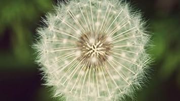 White Dandelion Flower seeds for Planting - Colorful Display, Heirloom & GMO Free Seeds for Home Garden
 
 Sale for planting in home garden