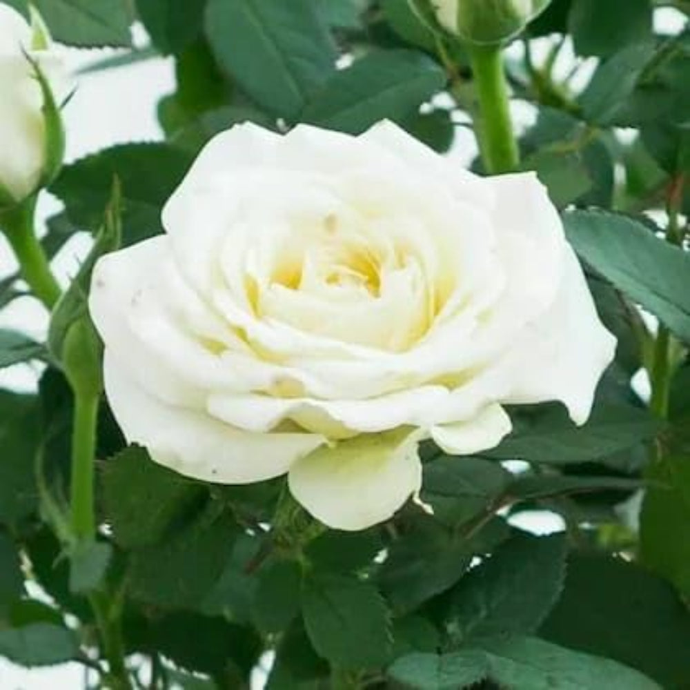 Climbing White Fairy Rose - Delicate White Climbing Rose Bush for Your Garden