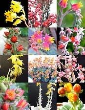 Mixed Echeveria Flower seeds for Planting - Fragrant Blossoms, Heirloom & GMO Free Seeds for Home Garden
 
 Sale for planting in home garden.