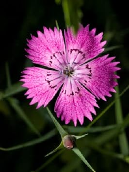 Purple Dianthus Flower seeds for Planting - Compact Growth, Heirloom & GMO Free Seeds for Home Garden
 
 Sale for planting in home garden